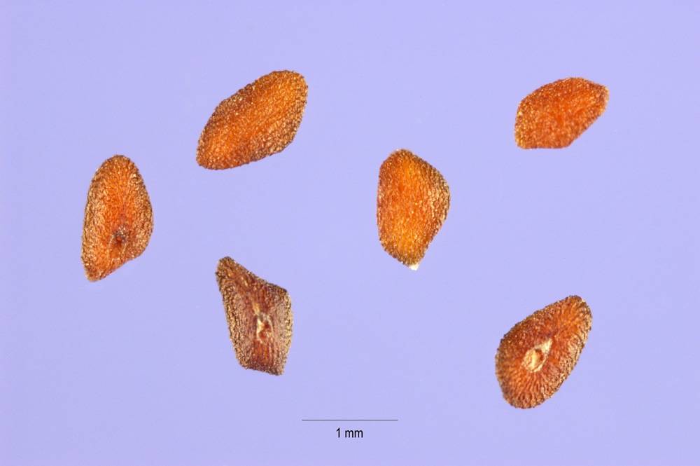 Steve Hurst, hosted by the USDA-NRCS PLANTS Database